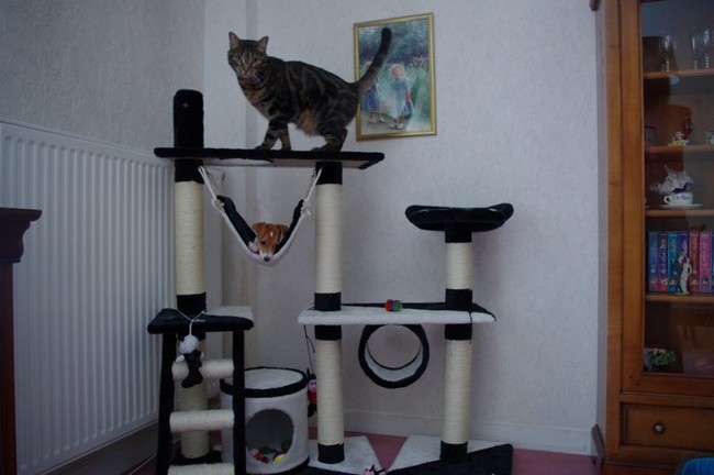 arbre a chat a vendre